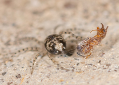 Oecobius