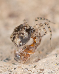Oecobius