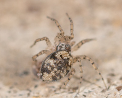 Oecobius