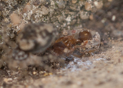 Oecobius