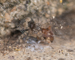Oecobius