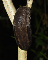 Urocyclus kirkii