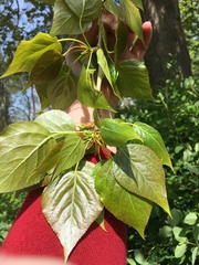 Populus × petrowskiana