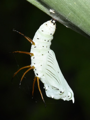 Acraea aganice aganice