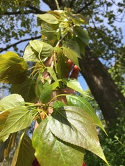 Populus × petrowskiana