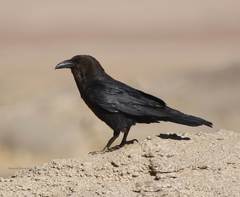 Corvus ruficollis