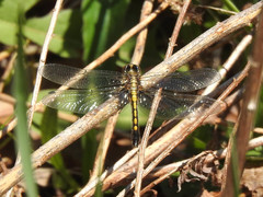 Leucorrhinia intacta