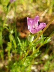 Clarkia affinis