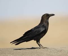 Corvus ruficollis