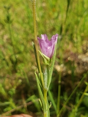 Clarkia affinis