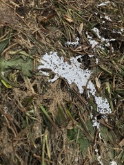 Physarum nivale