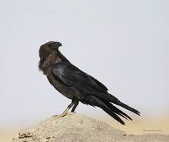 Corvus ruficollis