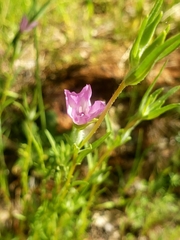 Clarkia affinis