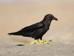 Corvus ruficollis