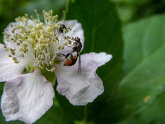 Sphegina