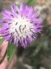 Centaurea aspera