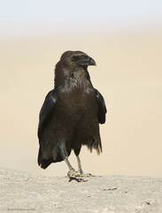 Corvus ruficollis