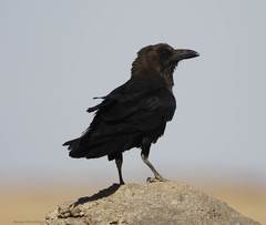 Corvus ruficollis