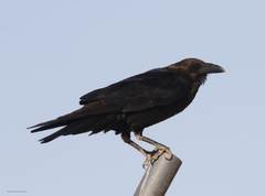 Corvus ruficollis