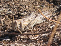 Schistocerca gregaria flaviventris