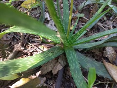 Aloe hahnii