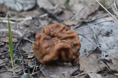 Gyromitra gigas