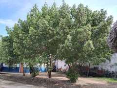 Elaeodendron orientale