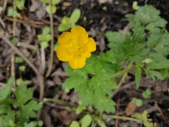 Ranunculus repens