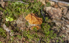 Gyromitra gigas