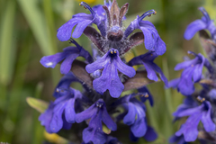 Ajuga genevensis