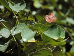 Pterocarpus rotundifolius image