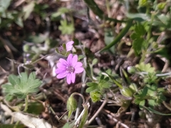 Geranium molle