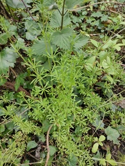 Galium aparine