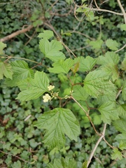 Viburnum opulus
