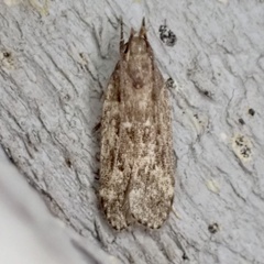 Helcystogramma melantherella