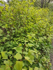 Reynoutria japonica