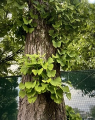Ginkgo biloba
