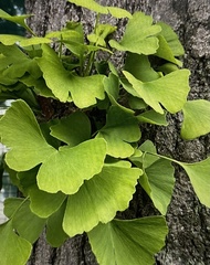 Ginkgo biloba