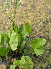 Echinodorus berteroi