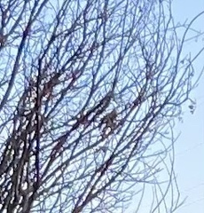 Baeolophus atricristatus