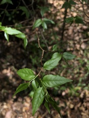 Casearia praecox