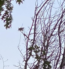 Baeolophus atricristatus