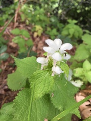 Lamium flexuosum