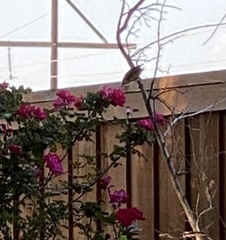 Baeolophus atricristatus