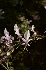 Teucrium glandulosum