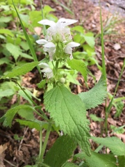 Lamium flexuosum