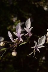 Teucrium glandulosum