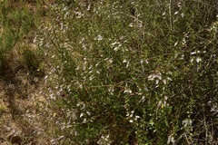 Teucrium glandulosum