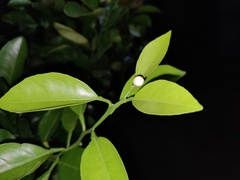 Citrus deliciosa