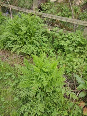 Oenanthe crocata